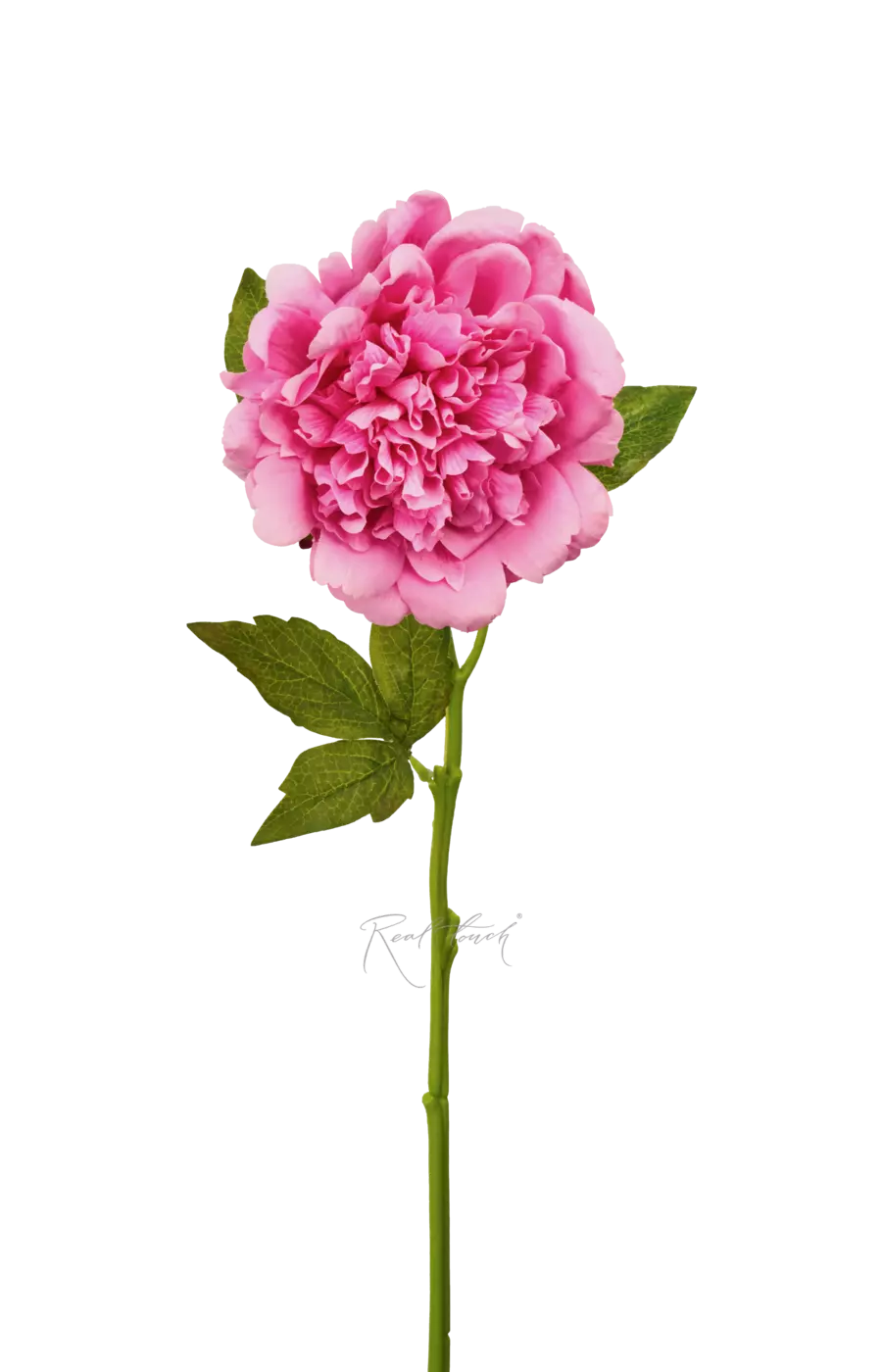 Пион Махровый - Розовый Пион Махровый - Розовый