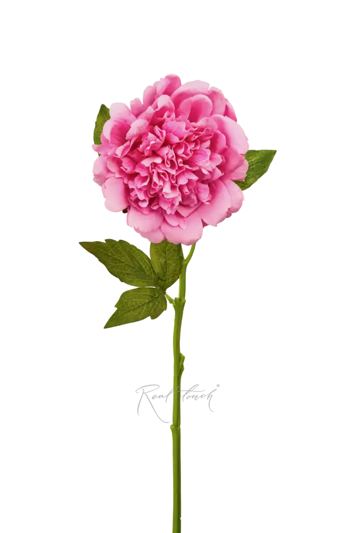 Пион Махровый - Розовый