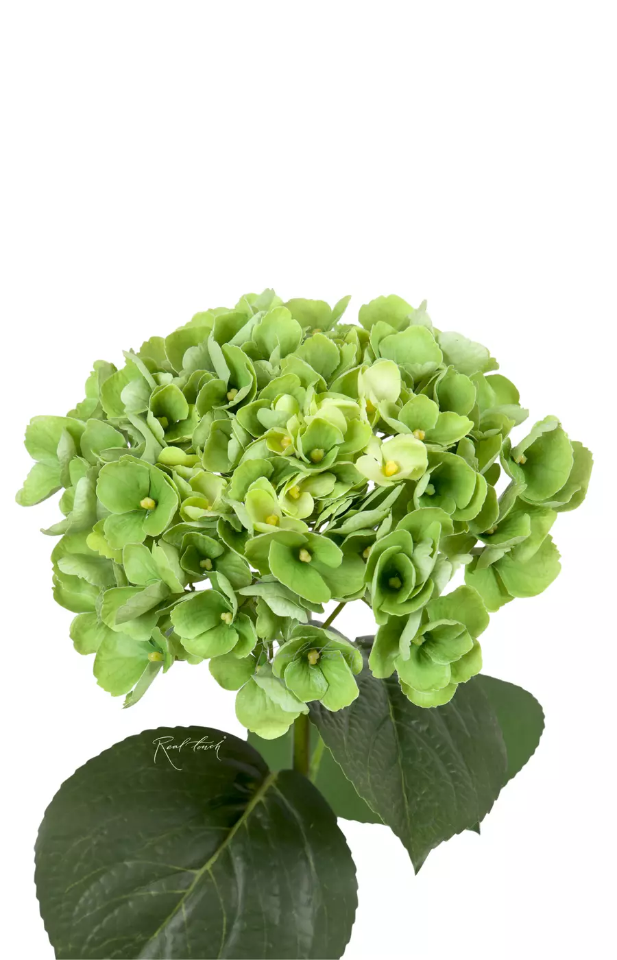 Гортензия крупнолистная на стебле - Зеленый Гортензия крупнолистная на стебле - Зеленый