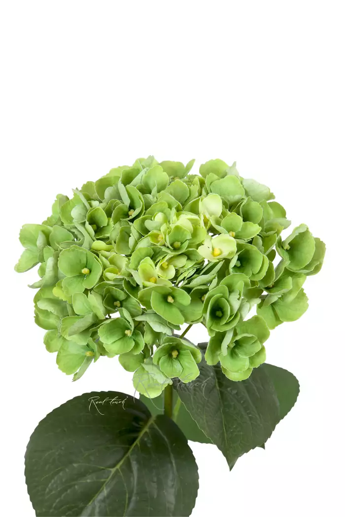 Гортензия крупнолистная на стебле - Зеленый