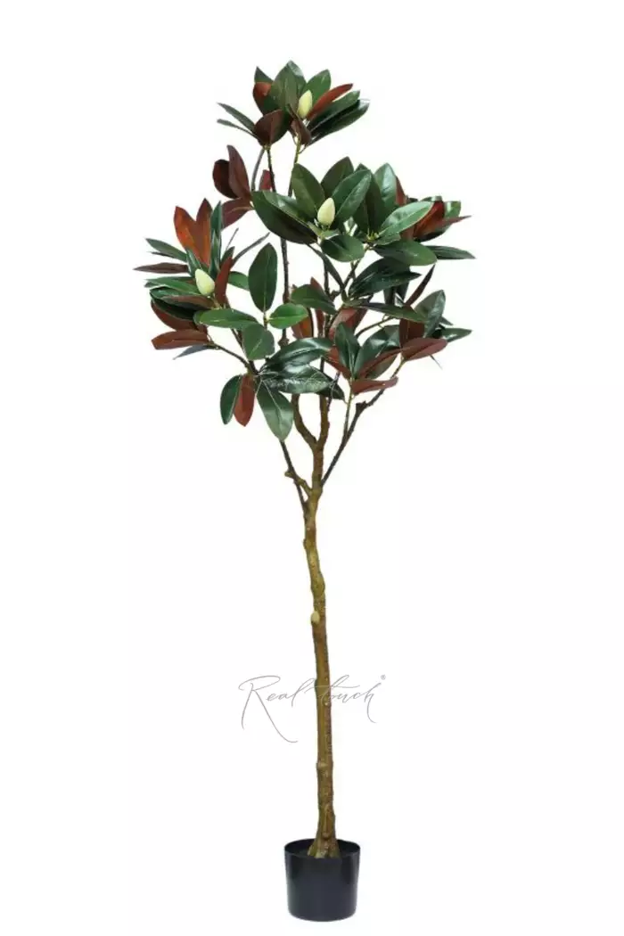 Дерево Магнолии в кашпо 150см - Зелено-коричневый
