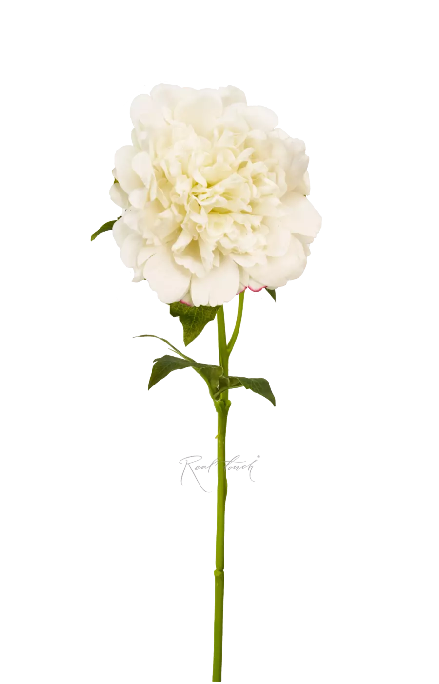 Пион Махровый - Белый Пион Махровый - Белый