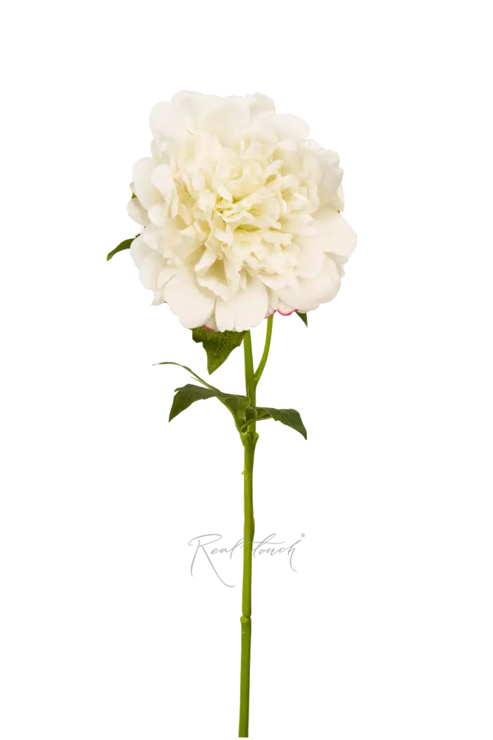 Пион Махровый - Белый Пион Махровый - Белый