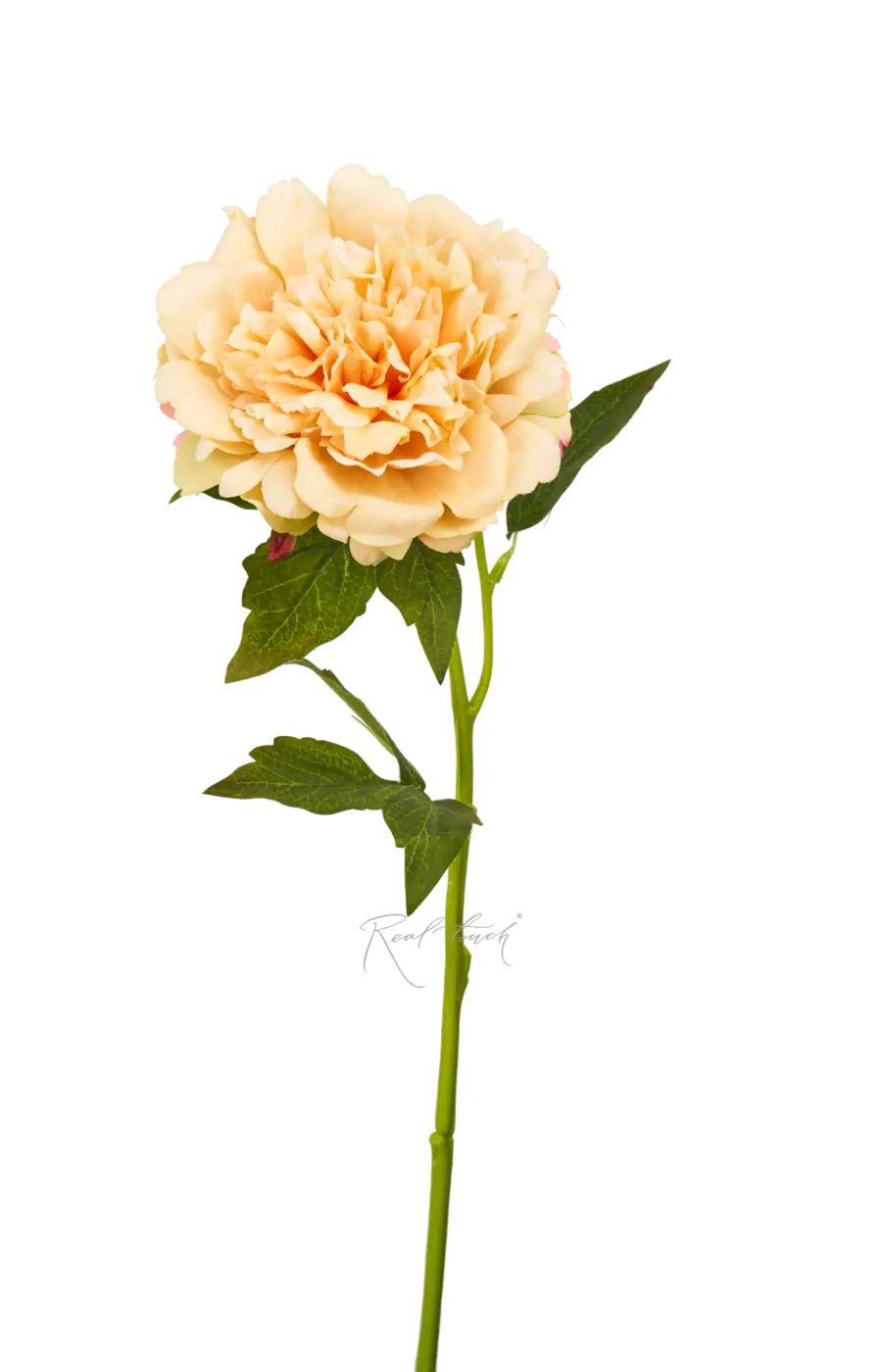 Пион Махровый - Шампань Пион Махровый - Шампань