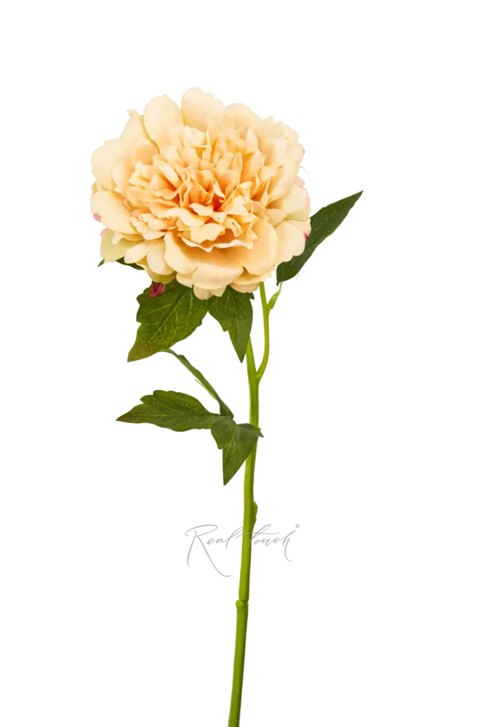 Пион Махровый - Шампань