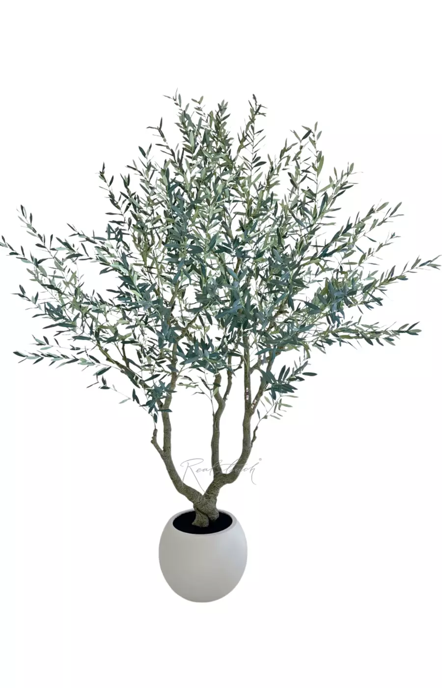 Оливковое дерево  в декоративном кашпо 240см - Зеленый