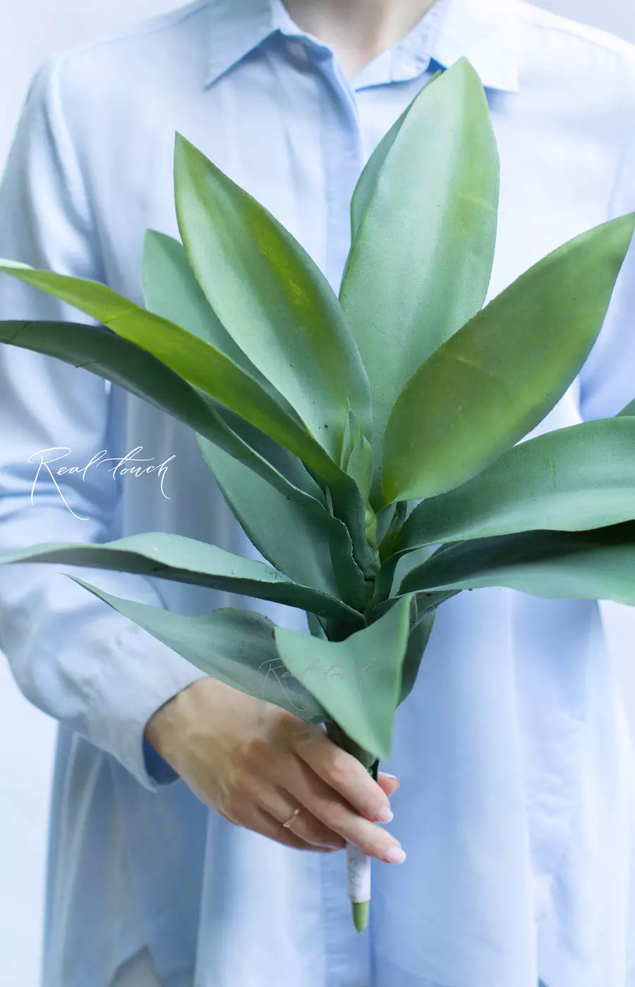 Вриезия средняя - Зеленый