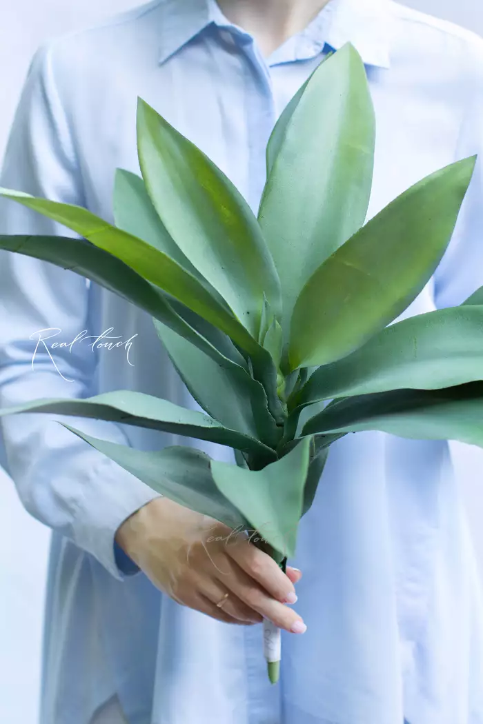 Вриезия средняя - Зеленый Вриезия средняя - Зеленый