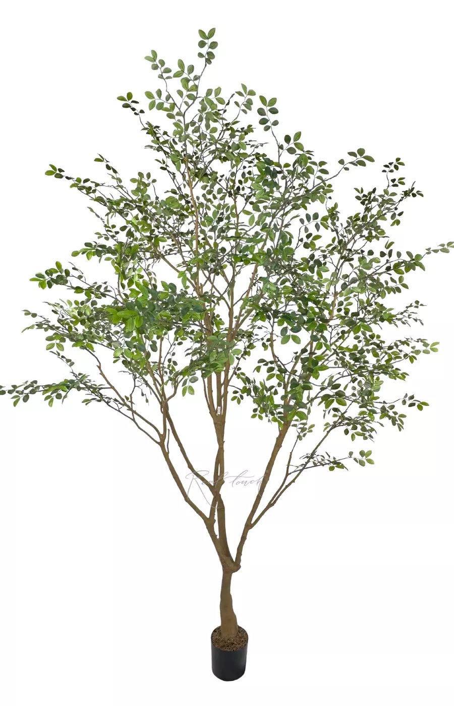 Дерево Миррайя 260 см в кашпо (1 ствол) - Зеленый