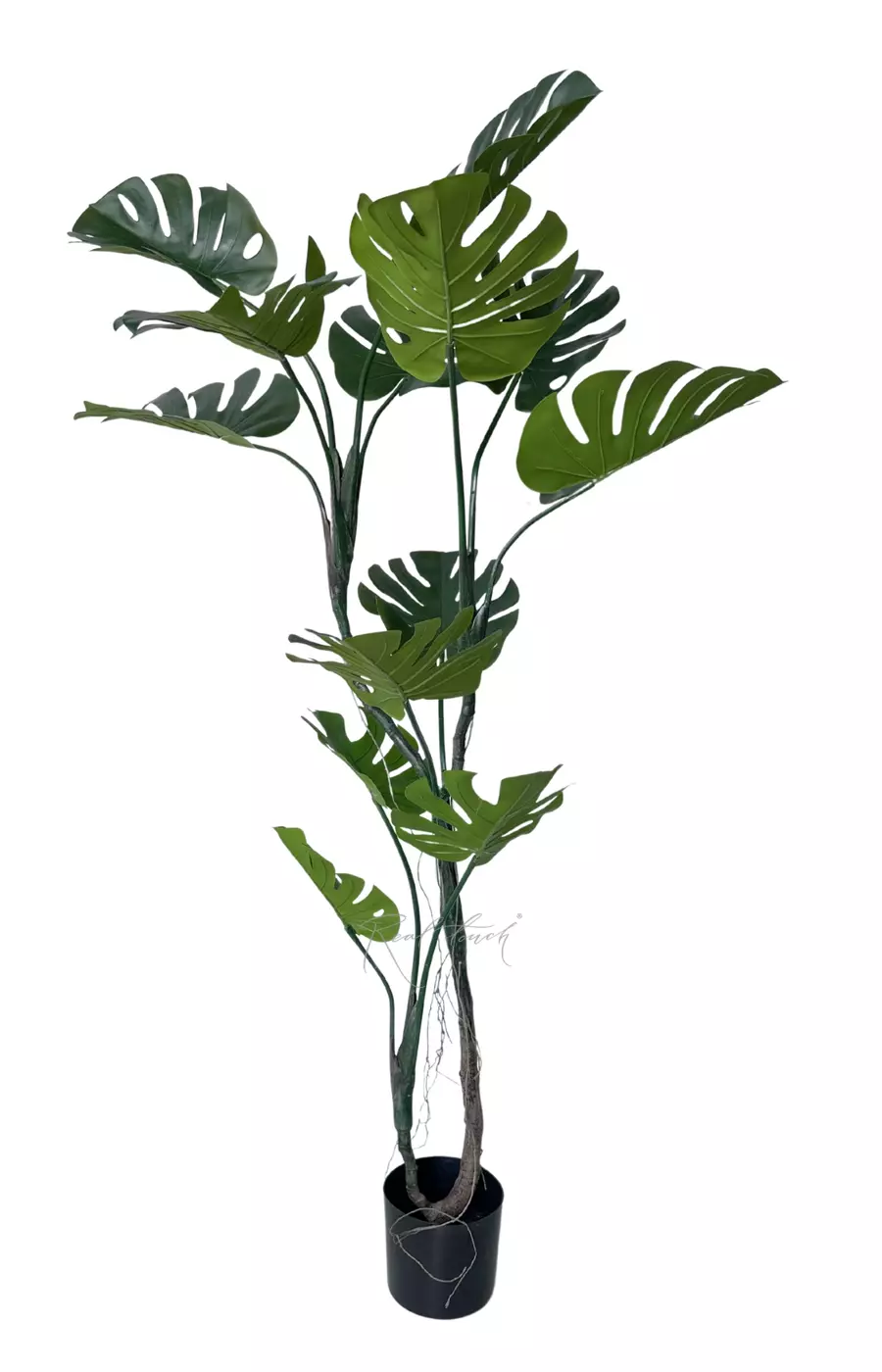 Монстера лиана в кашпо 165 см - Зеленый