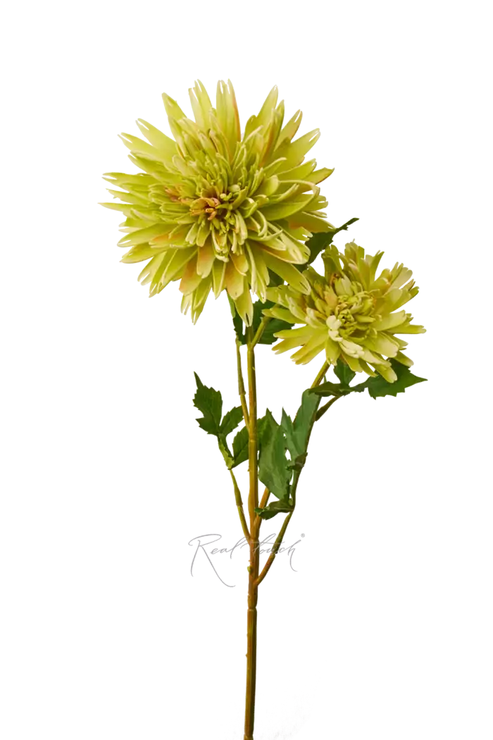 Хризантема Осенняя - Зеленый