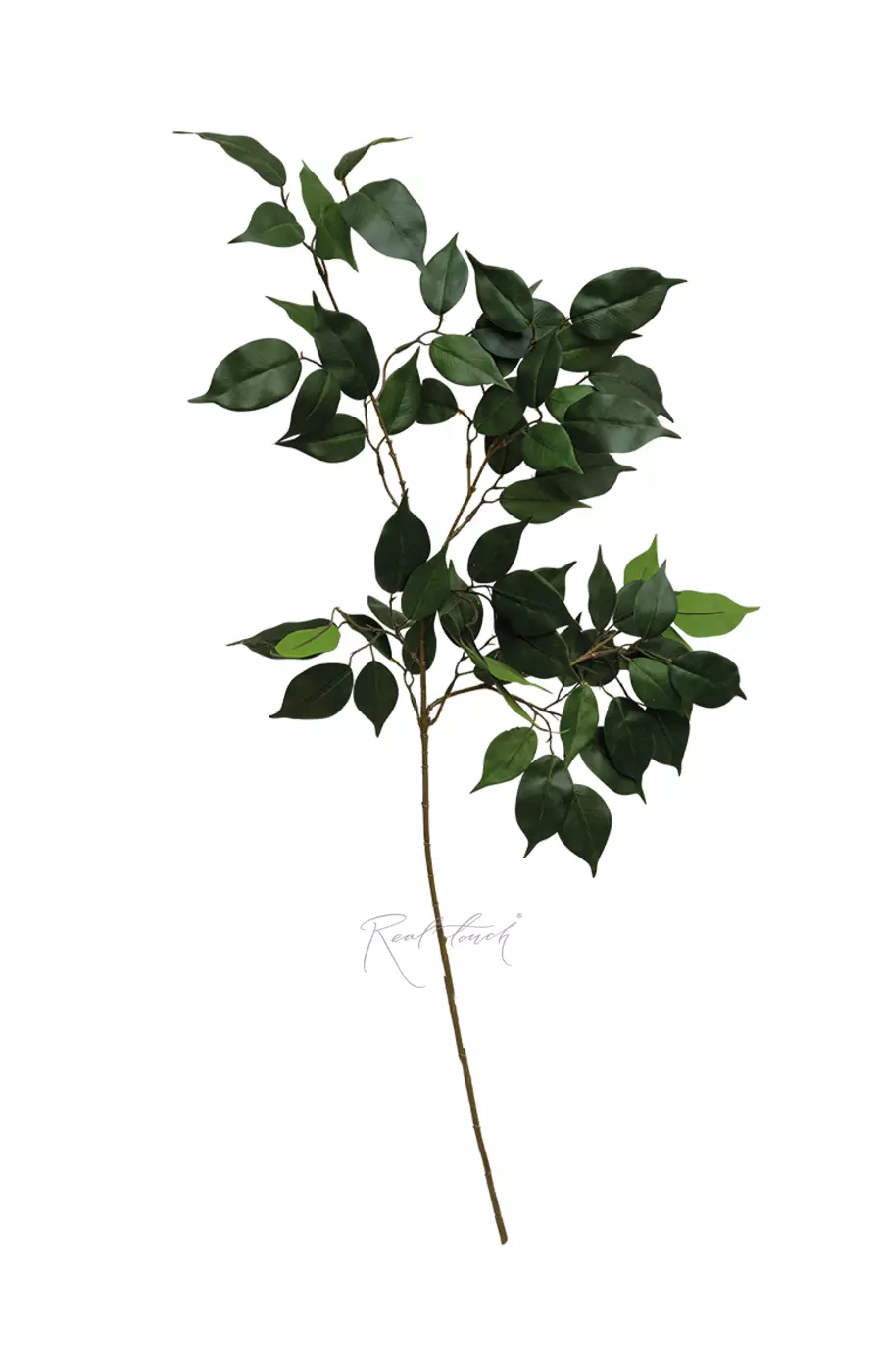 Ветка фикуса Бенджамина - Зеленый Ветка фикуса Бенджамина - Зеленый