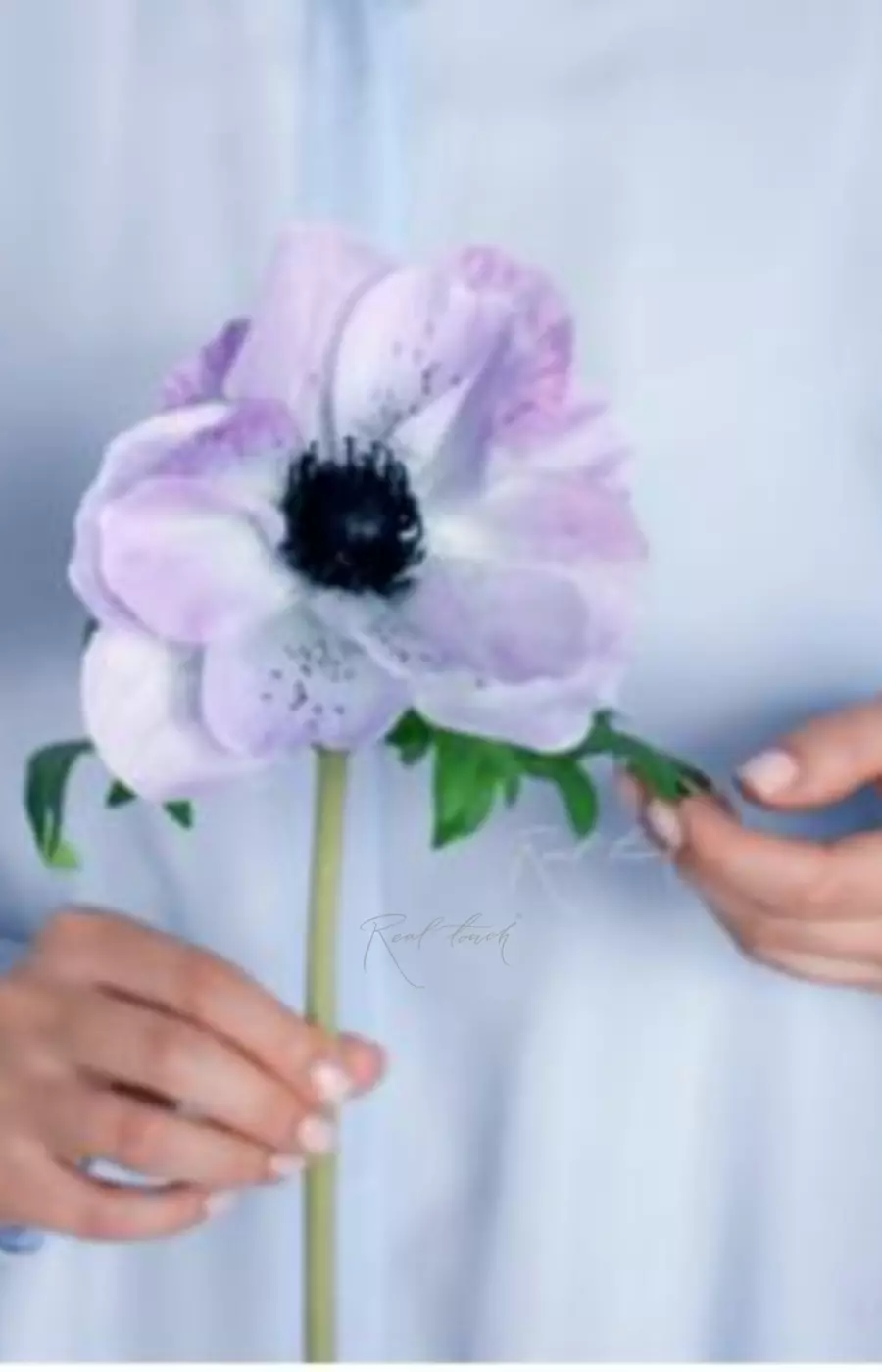 Анемона Де Каен - Светло-фиолетовый