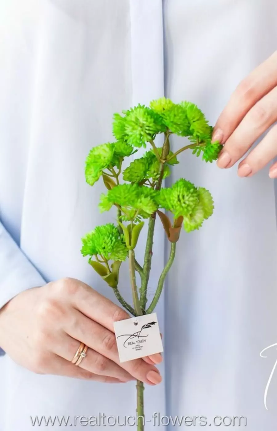 Суккулент 312 (седум средний) - Салатовый