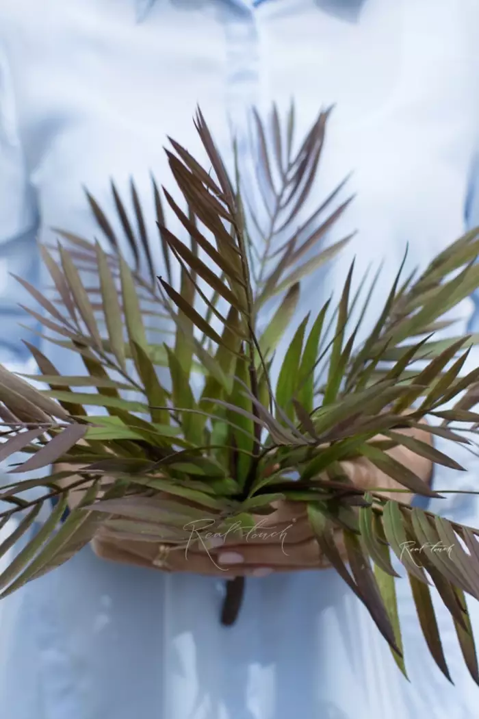 Бамбуковая пальма - Зелено-фиолетовый (уценён) Бамбуковая пальма - Зелено-фиолетовый (уценён)