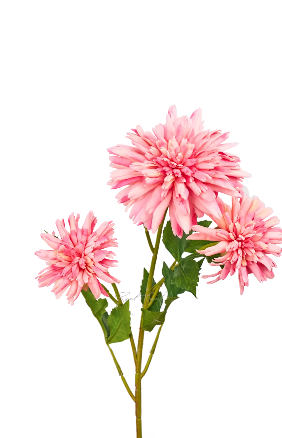 Хризантема Корейская - Розовый