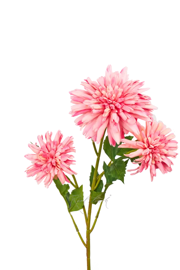 Хризантема Корейская - Розовый