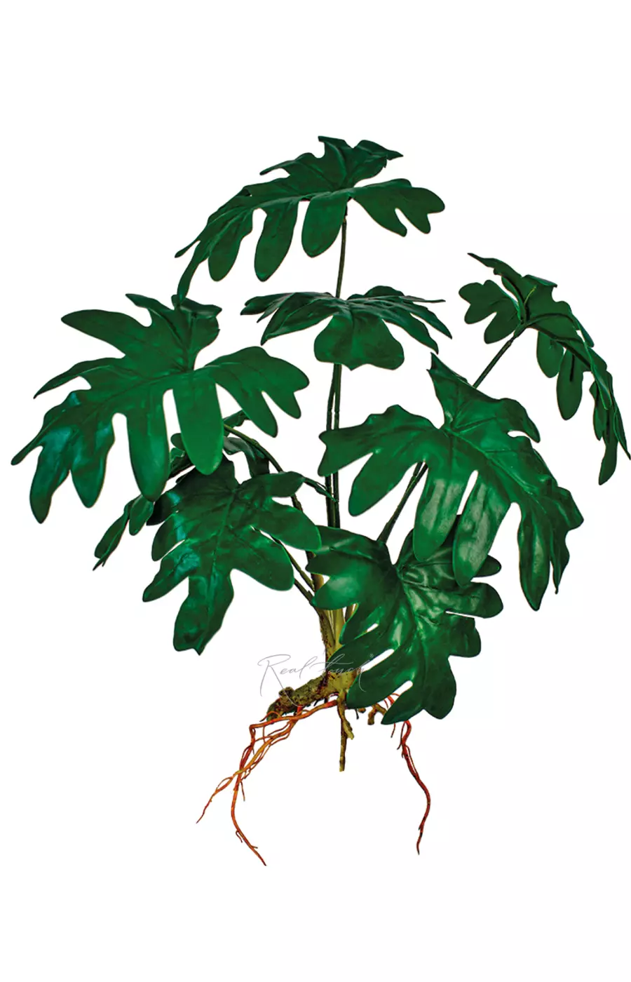 Филодендрон Атом куст из 8 листьев с корнями - Зеленый