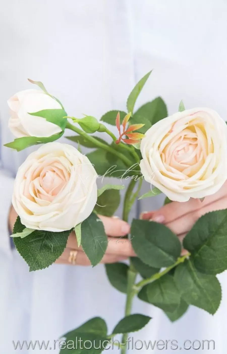 Роза Пионовидная 3+1 - Молочно-розовый