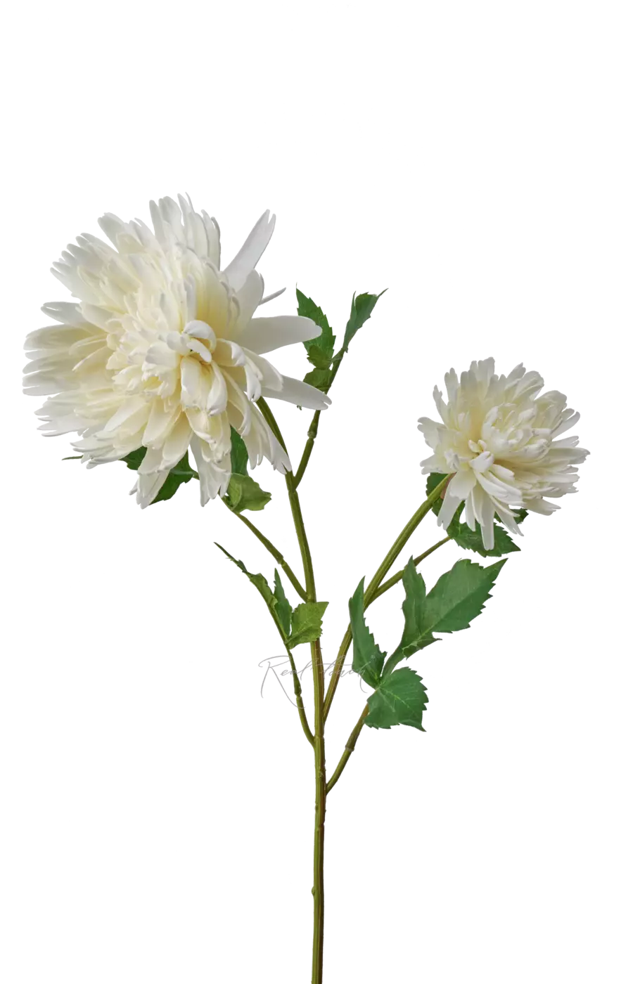 Хризантема Осенняя - Белый