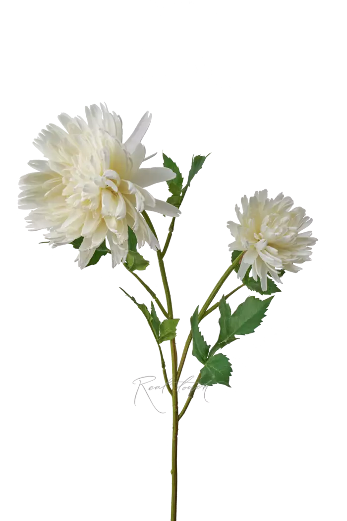 Хризантема Осенняя - Белый