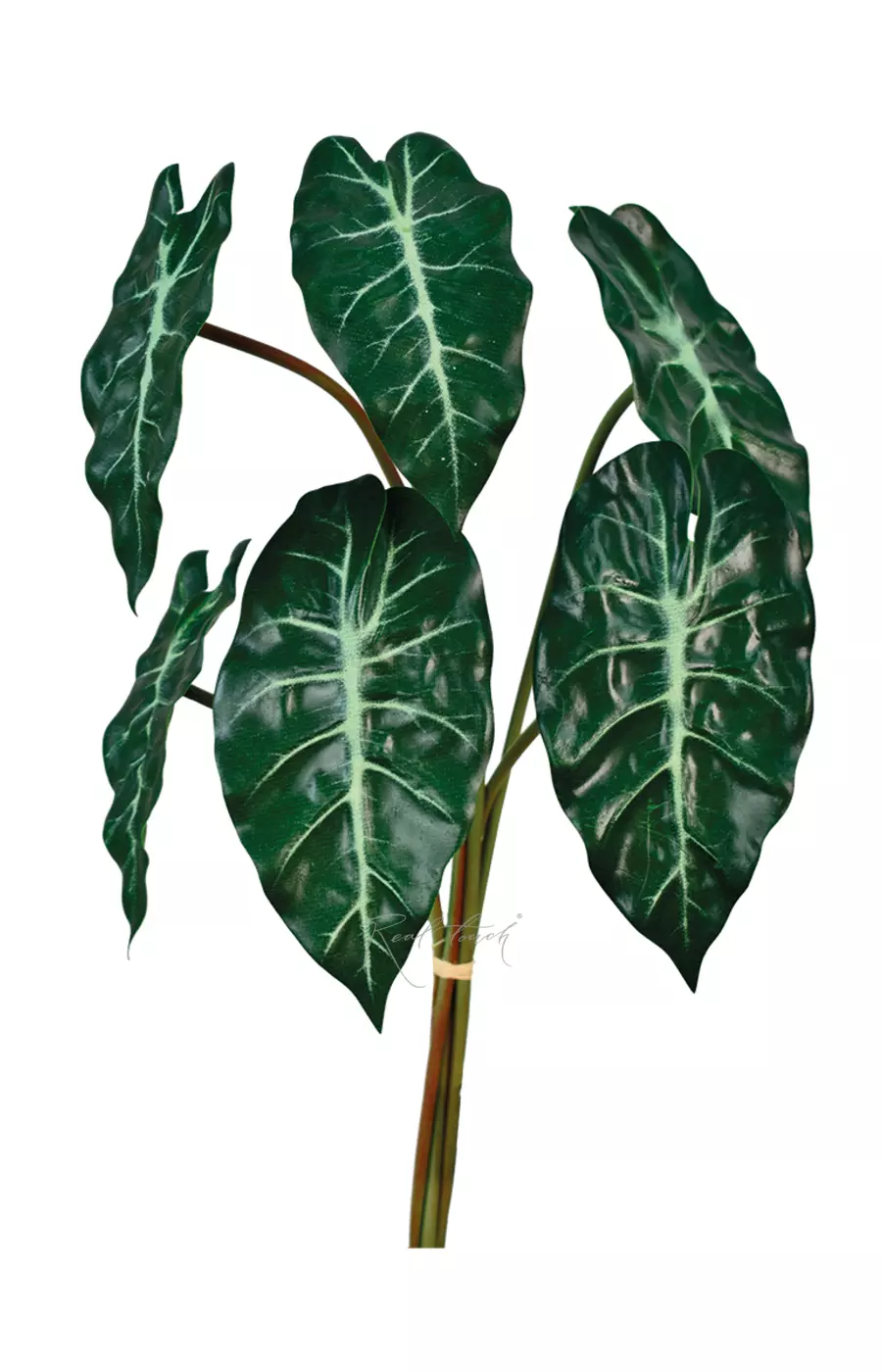 Пучок из 6 листьев Алоказии Полли - Зеленый