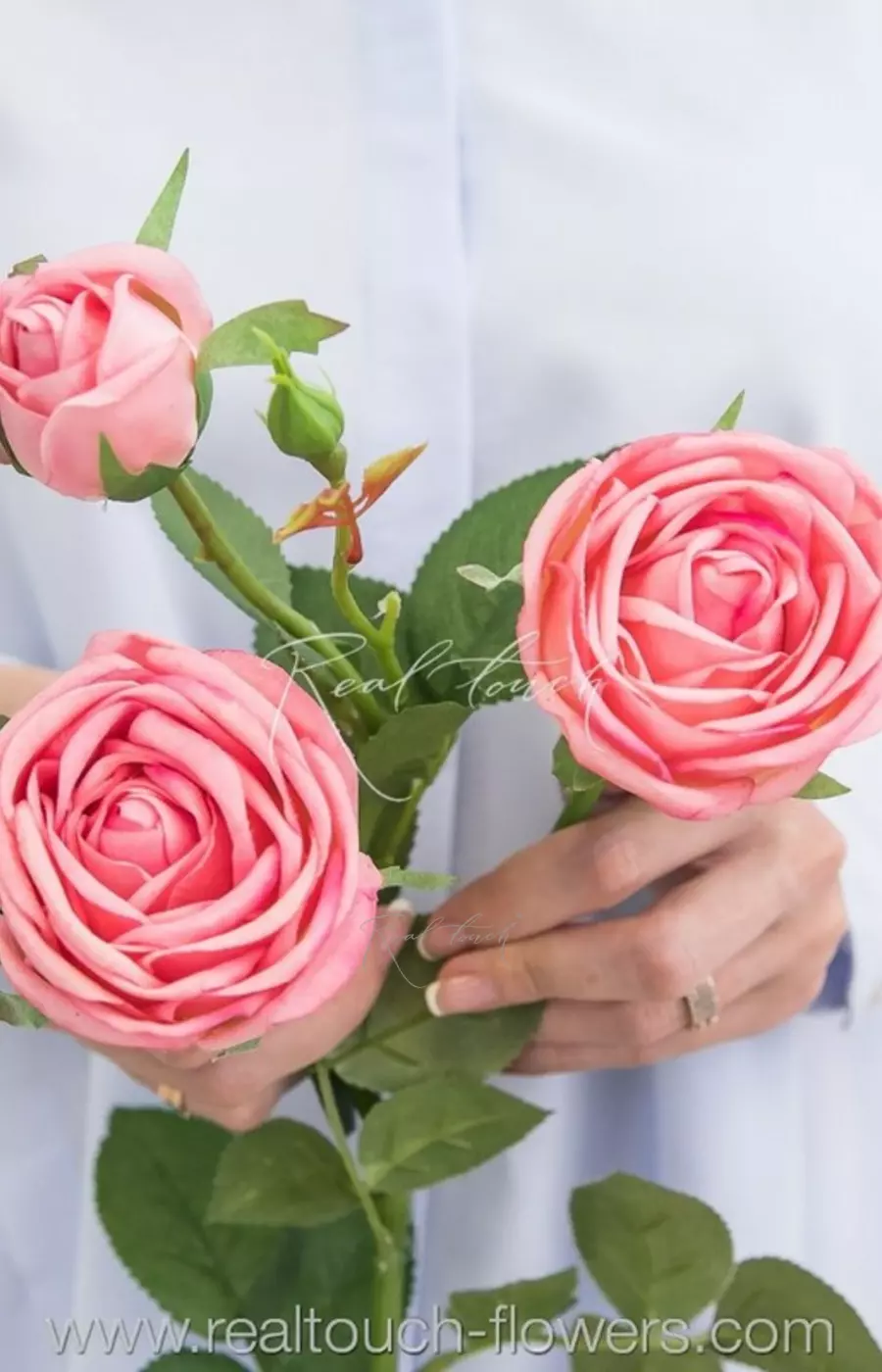 Роза Пионовидная 3+1 - Розовый Роза Пионовидная 3+1 - Розовый