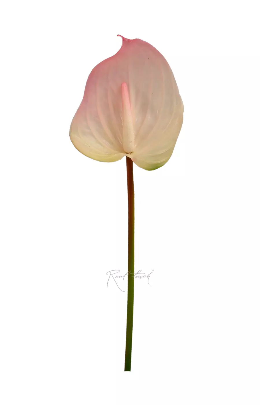 Антуриум большой - Розовый