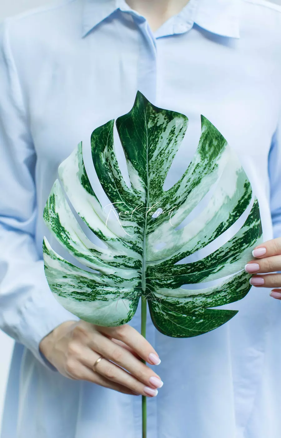 Лист вариегатной монстеры средний - Бело-зеленый