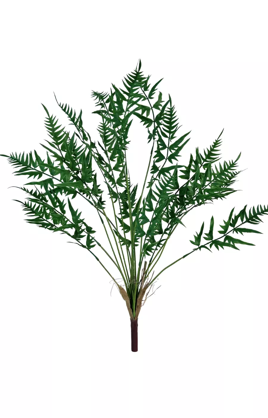 Оноклея высокая - Зеленый