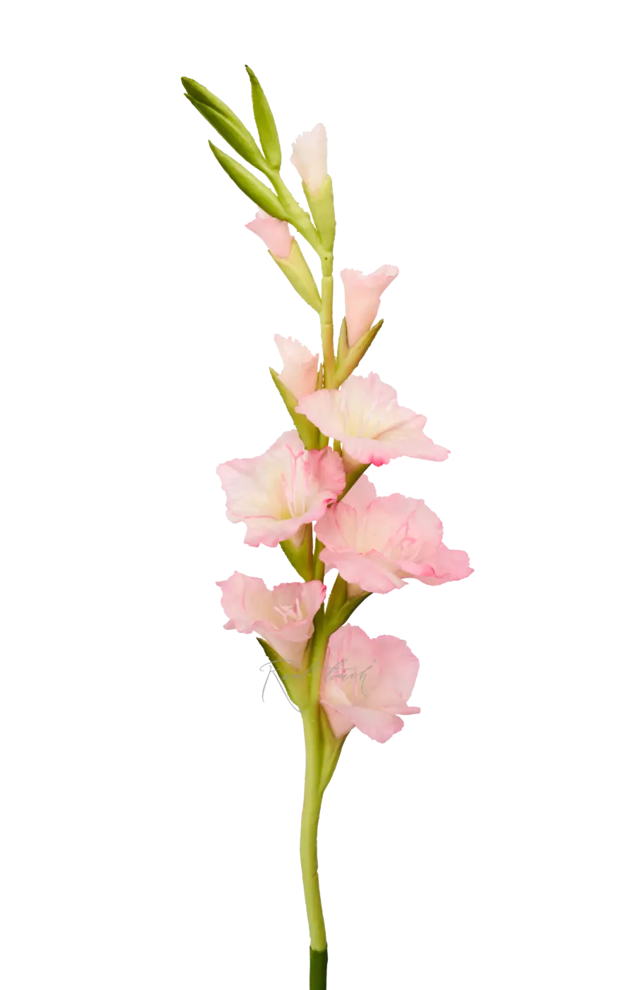 Гладиолус - Розовый