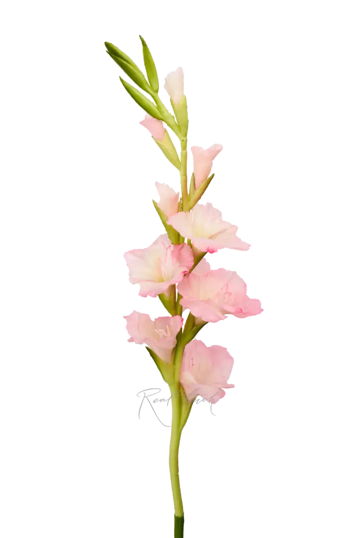 Гладиолус - Розовый Гладиолус - Розовый