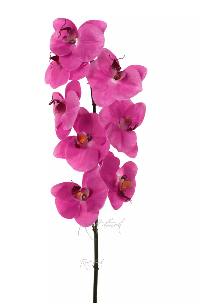 Орхидея Premium 8 соцветий - Фуксия