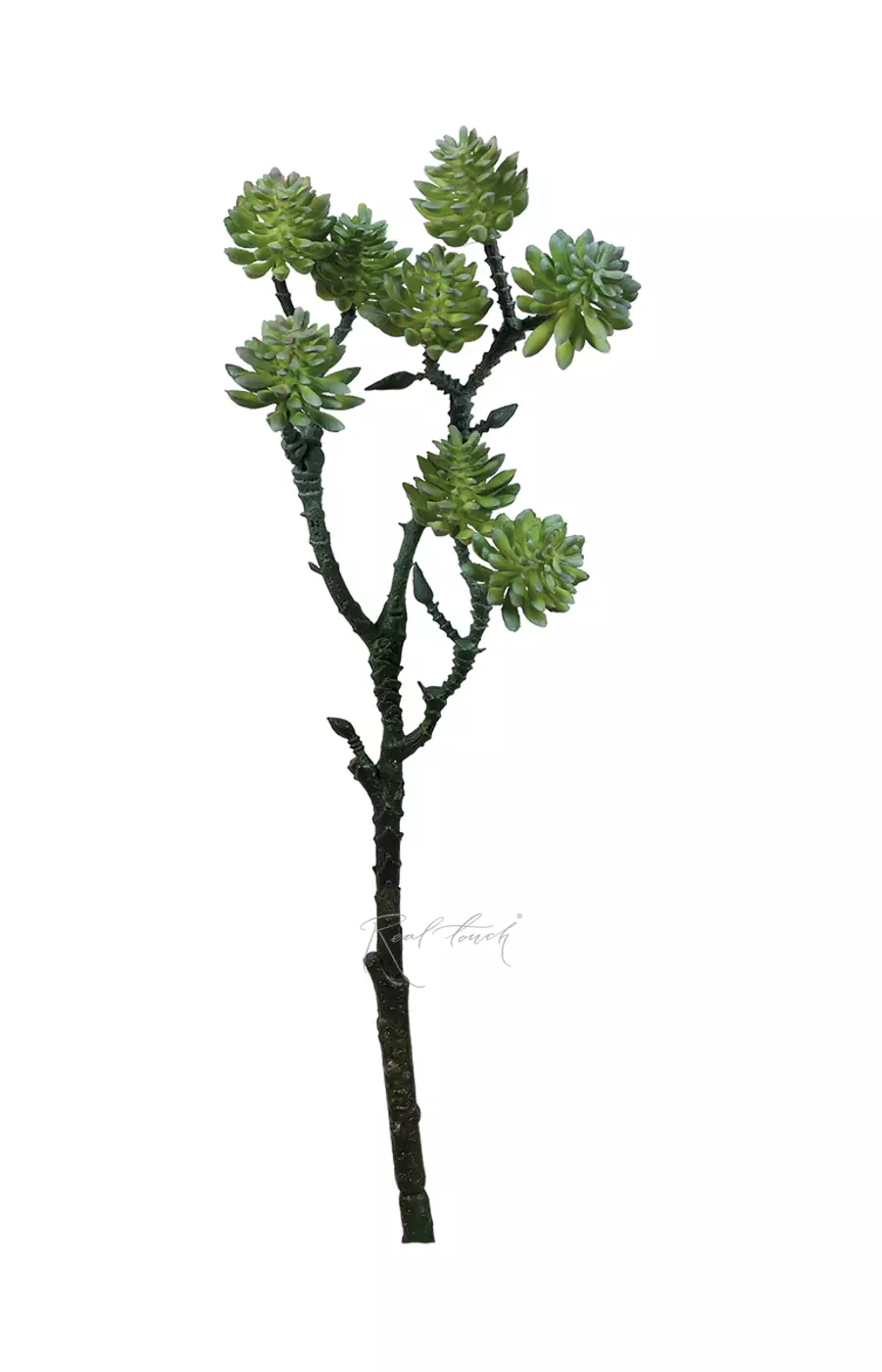 Суккулент 415 - Зеленый