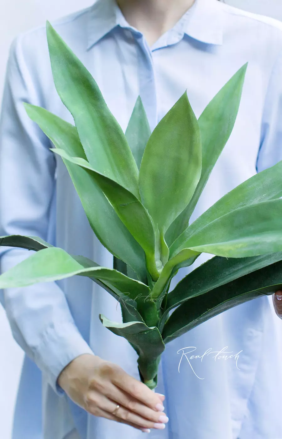 Вриезия средняя - Зелено-голубой