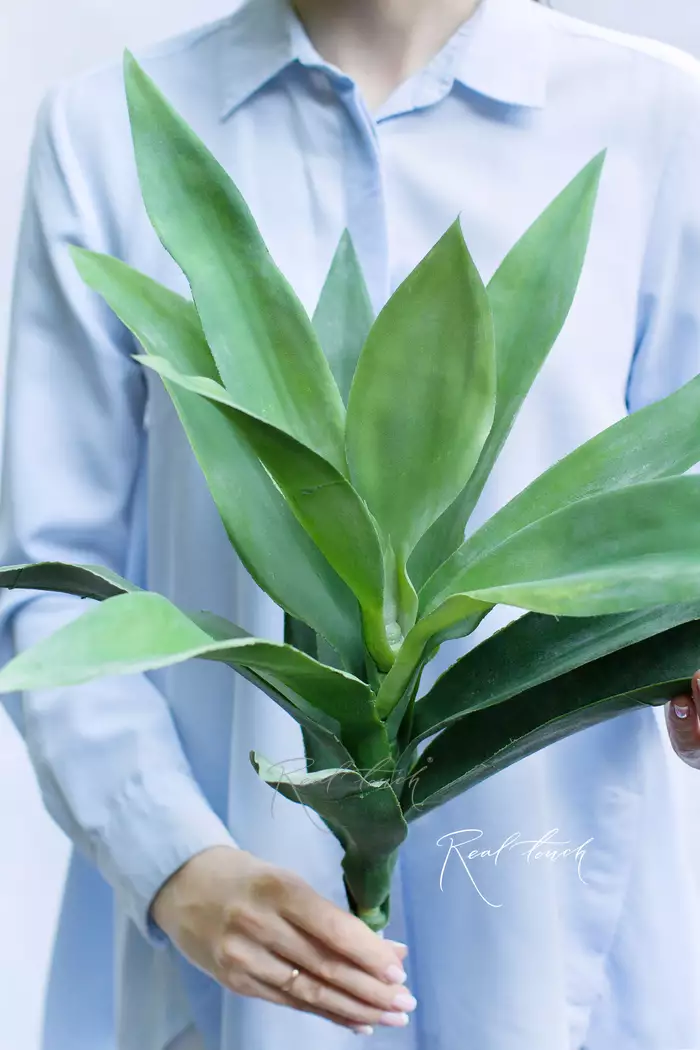 Вриезия средняя - Зелено-голубой Вриезия средняя - Зелено-голубой