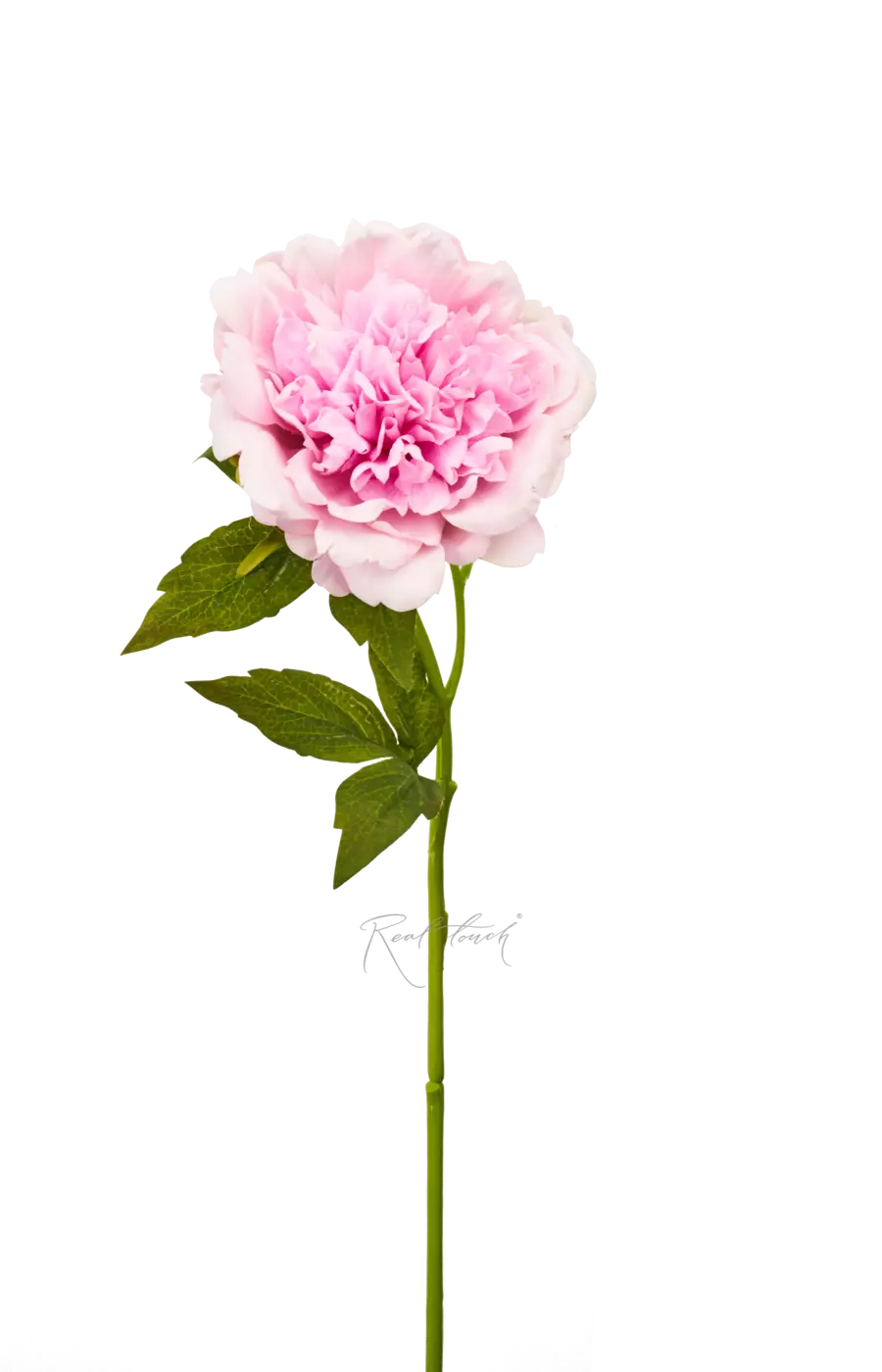 Пион Махровый - Светло-розовый Пион Махровый - Светло-розовый