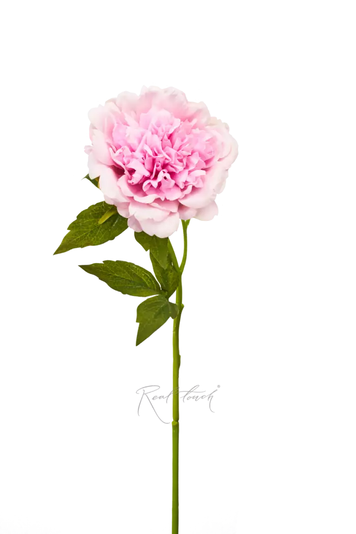 Пион Махровый - Светло-розовый