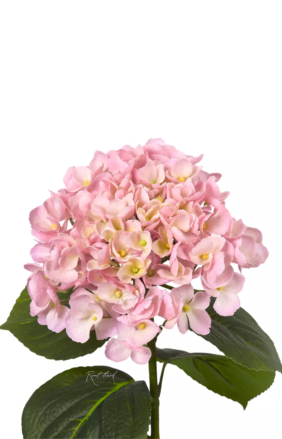 Гортензия крупнолистная на стебле - Светло-розовый