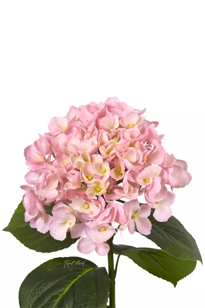 Гортензия крупнолистная на стебле - Светло-розовый