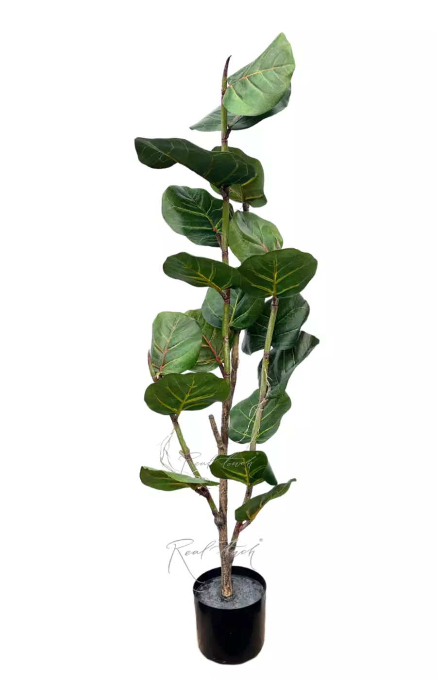 Кокколоба 120см - Зеленый