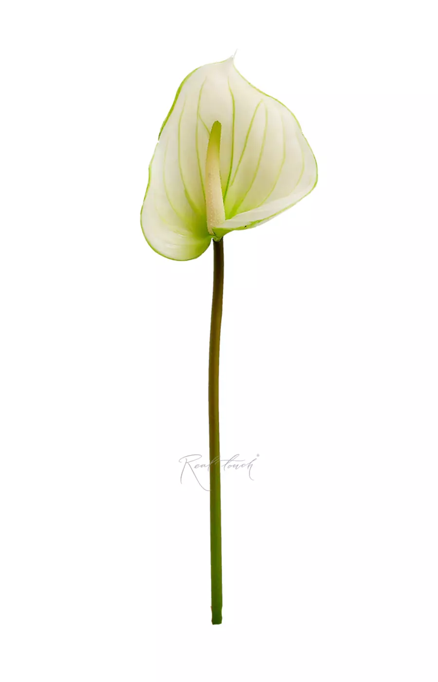 Антуриум большой - Зеленый