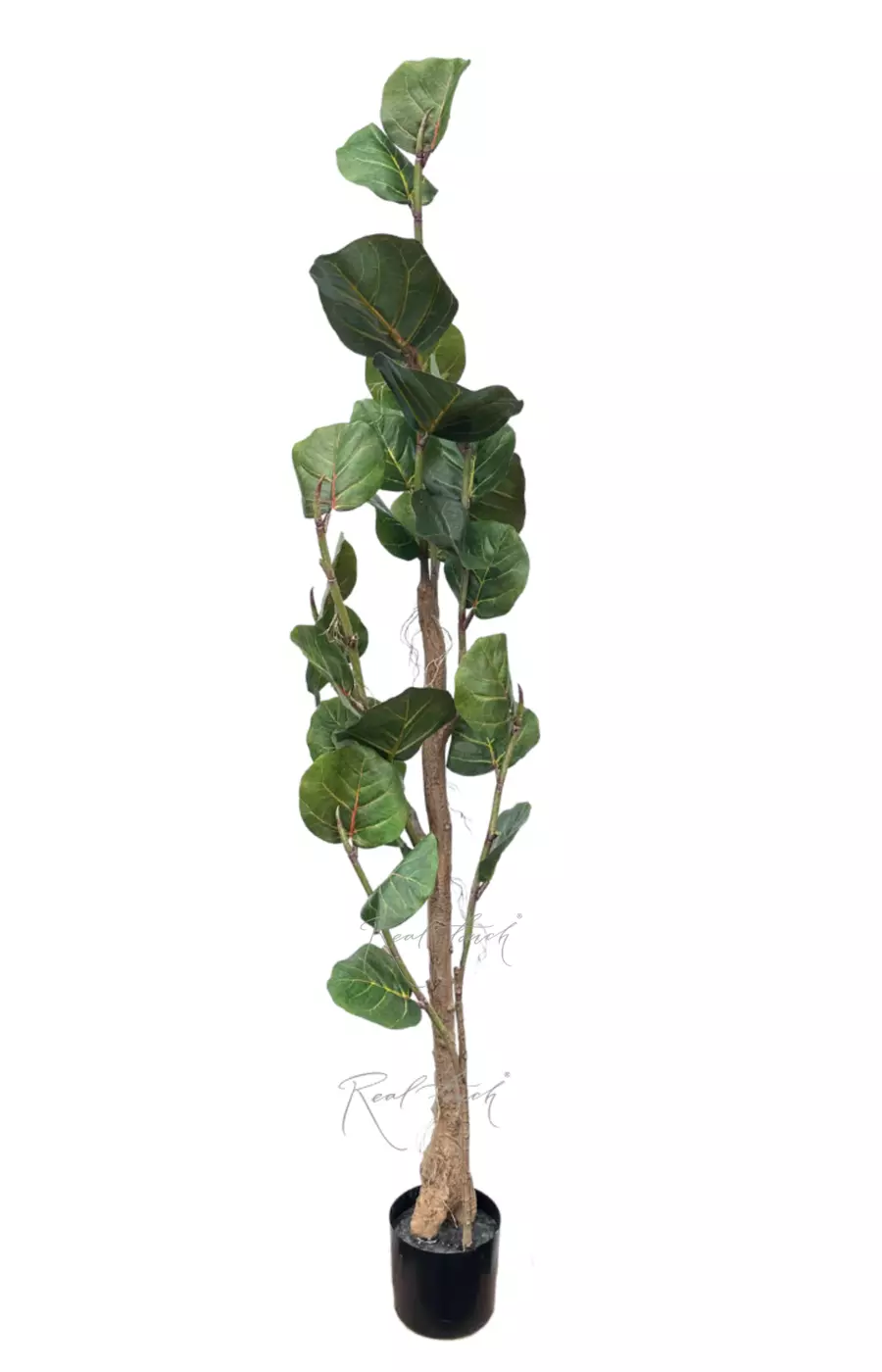 Кокколоба 180см - Зеленый