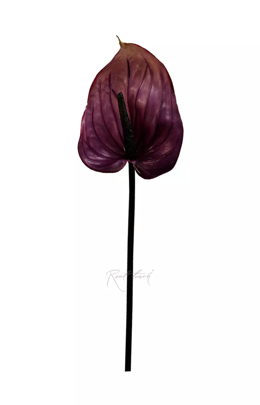 Антуриум большой - Фиолетовый