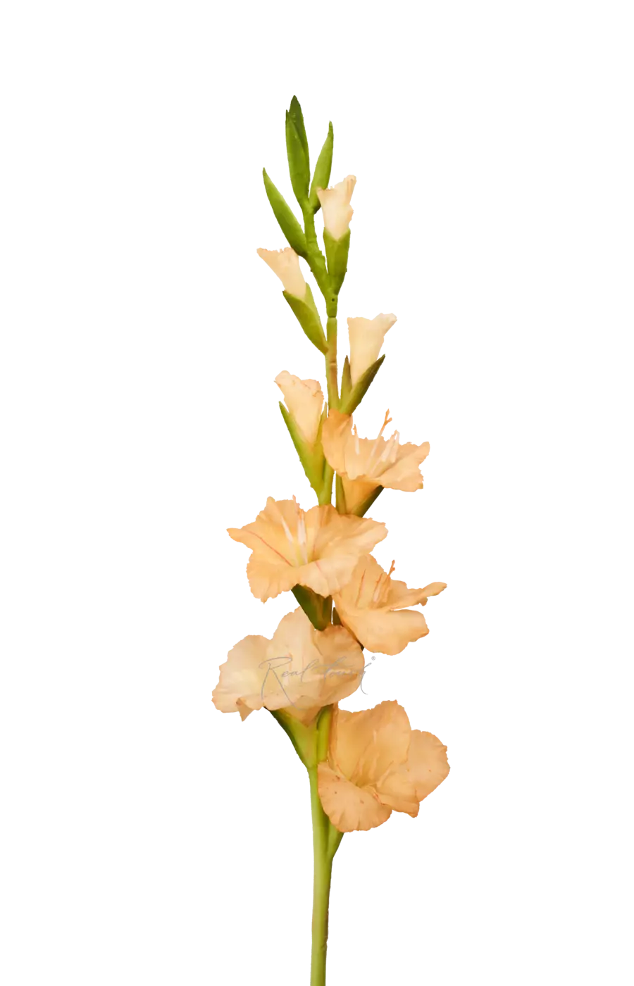 Гладиолус - Персиковый