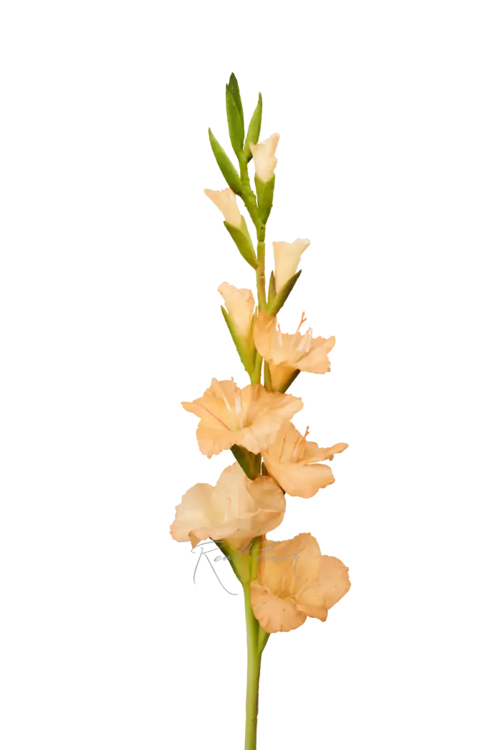 Гладиолус - Персиковый