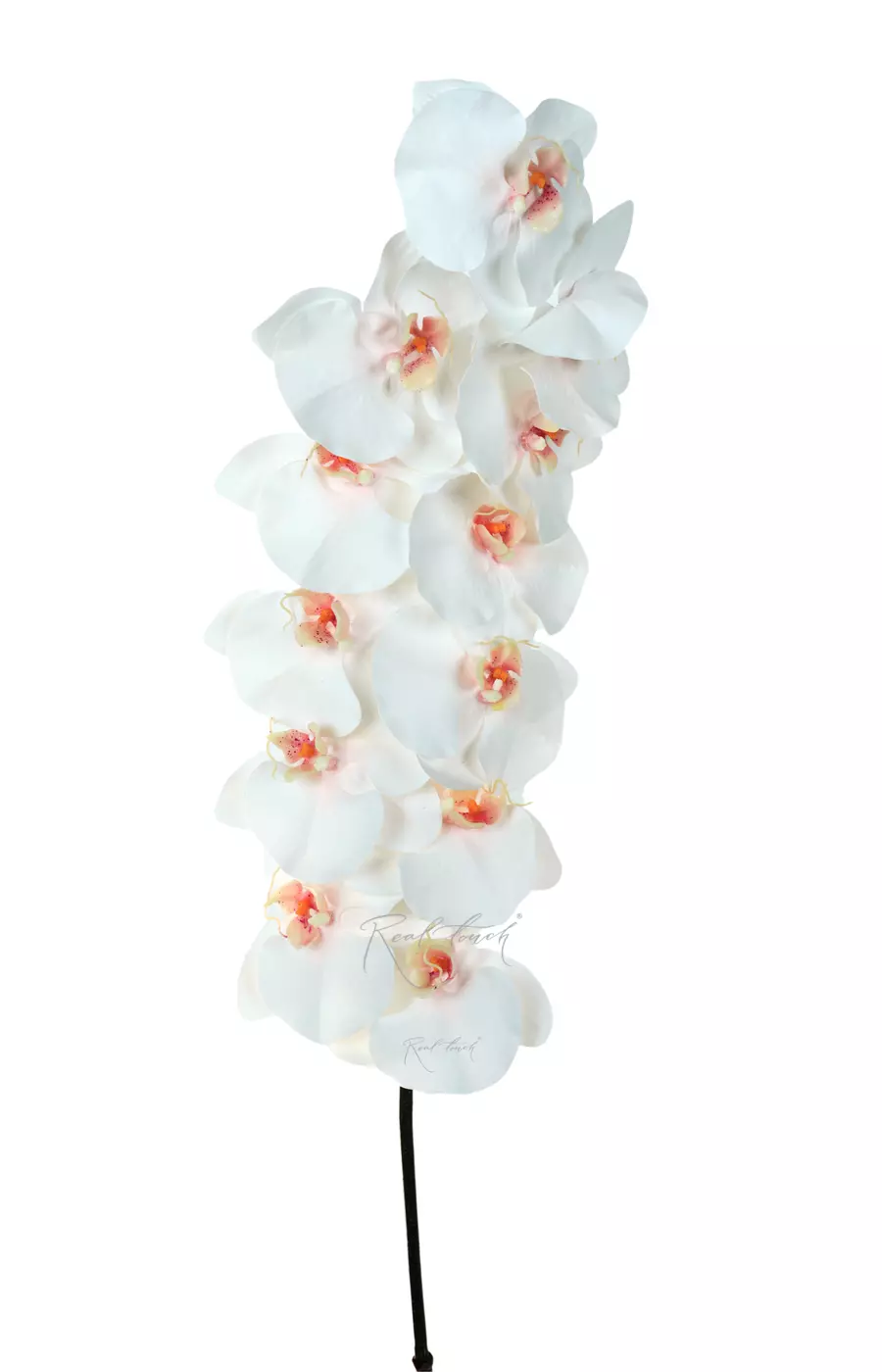 Орхидея Premium 12 соцветий (розовая сердцевина) - Белый