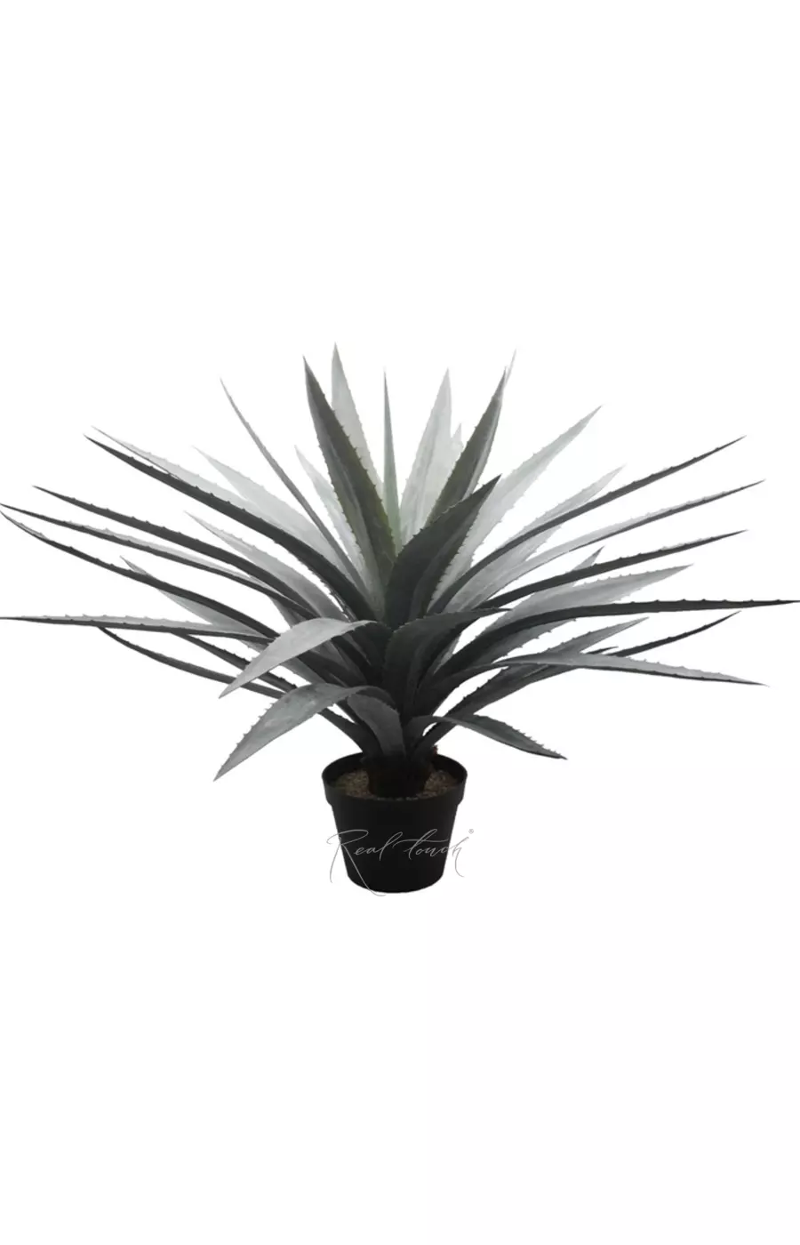 Агава Текильная  - Зеленый