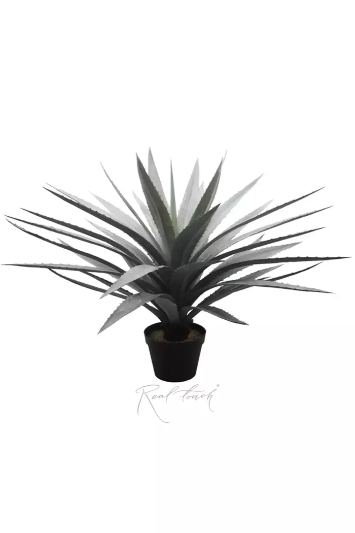 Агава Текильная  - Зеленый