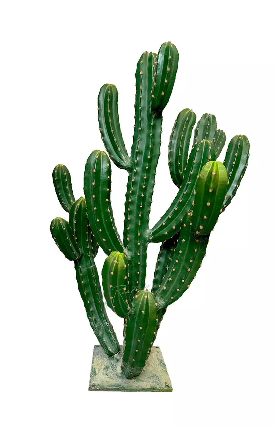 Цереус репандус 104см - Зеленый Цереус репандус 104см - Зеленый